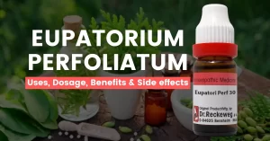 Eupatorium Perfoliatum 30, 200, 1M Uses, Benefits, Dosage & Side Effects