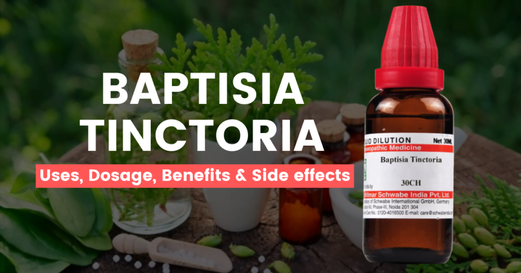 Baptisia Tinctoria 30, 200, 1M Uses, Benefits, Dosage & Side Effects