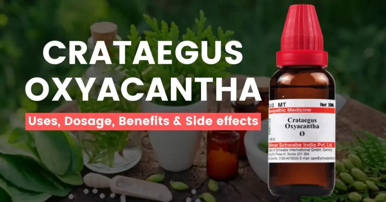 Homeopathic Crataegus Oxyacantha – Uses & Side Effects
