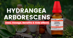 Hydrangea Arborescens 30, 200, 1M, Q – Uses & Side Effects