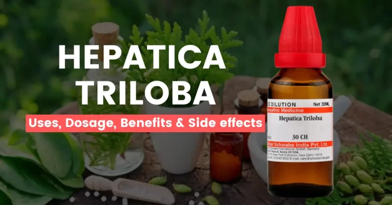 Hepatica Triloba 30, 200, 1M, Q – Uses & Side Effects