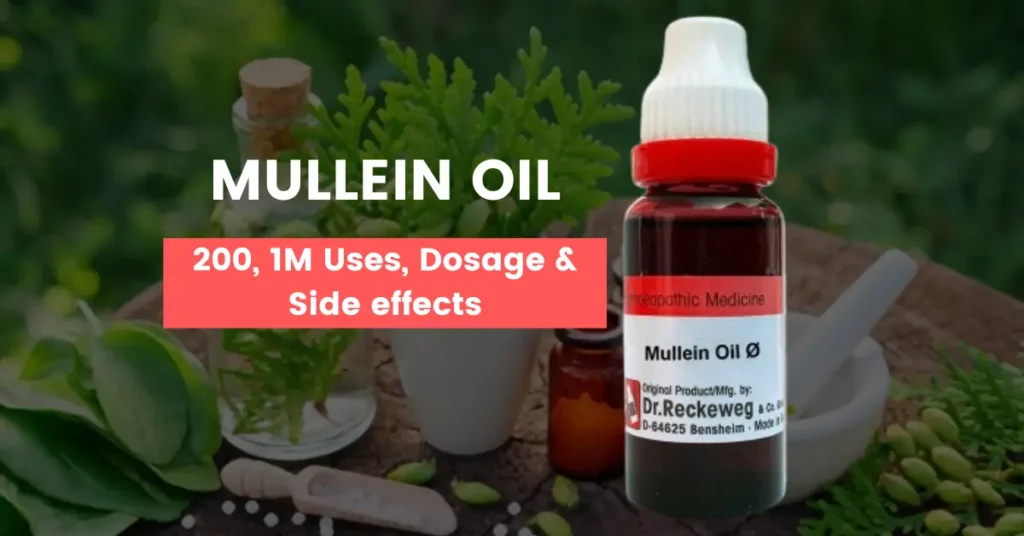 Mullein Oil Homeopathic Medicine Uses, Benefits & Side Effects